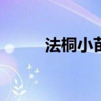 法桐小苗（关于法桐小苗的介绍）