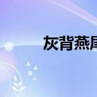 灰背燕尾（关于灰背燕尾的介绍）