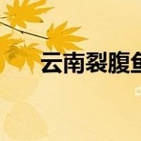 云南裂腹鱼（关于云南裂腹鱼的介绍）