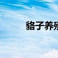 貉子养殖（关于貉子养殖的介绍）