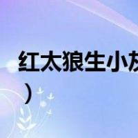 红太狼生小灰灰（关于红太狼生小灰灰的介绍）