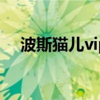 波斯猫儿vip（关于波斯猫儿vip的介绍）
