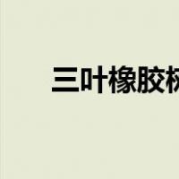 三叶橡胶树（关于三叶橡胶树的介绍）
