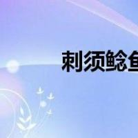 刺须鲶鱼（关于刺须鲶鱼的介绍）