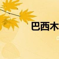 巴西木开花图片（巴西木开花）
