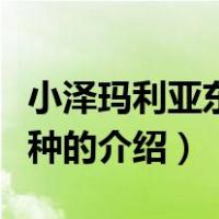 小泽玛利亚东京异种（关于小泽玛利亚东京异种的介绍）