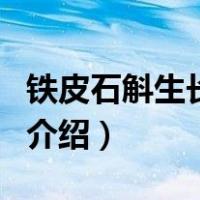 铁皮石斛生长环境（关于铁皮石斛生长环境的介绍）