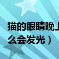 猫的眼睛晚上为什么发光（猫的眼睛晚上为什么会发光）