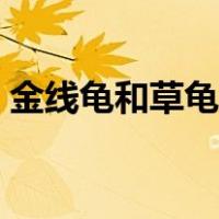 金线龟和草龟哪个好（金线龟和草龟的区别）