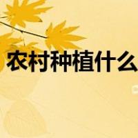 农村种植什么销路好（农村种植什么前景好）
