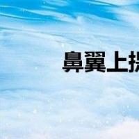 鼻翼上提（关于鼻翼上提的介绍）