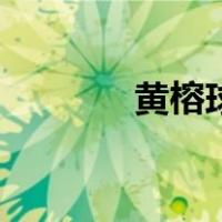 黄榕球（关于黄榕球的介绍）