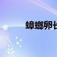 蟑螂卵长什么样子图片（蟑螂卵）