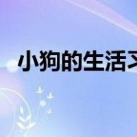 小狗的生活习性怎么写（小狗的生活习性）