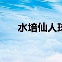 水培仙人球营养液自制（水培仙人球）