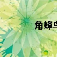 角蜂鸟（关于角蜂鸟的介绍）