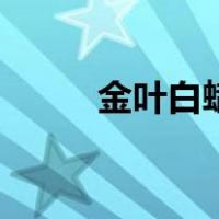 金叶白蜡（关于金叶白蜡的介绍）