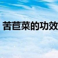 苦苣菜的功效是什么（苦苣菜的功效与作用）