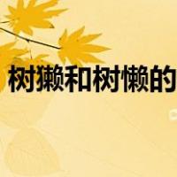 树獭和树懒的区别读音（树獭和树懒的区别）