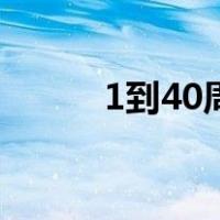 1到40周的孕肚（1到40的英文）