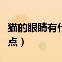 猫的眼睛有什么特点作文（猫的眼睛有什么特点）