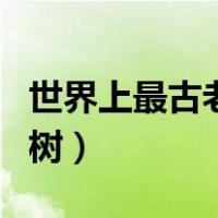 世界上最古老的树是什么树（世界上最古老的树）