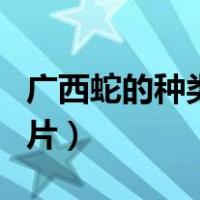 广西蛇的种类名称及图片（蛇的种类名称及图片）