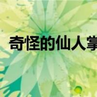 奇怪的仙人掌Up主去哪了（奇怪的仙人掌）