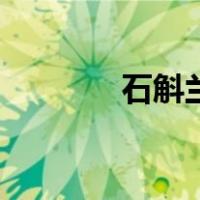 石斛兰花价格（石斛兰价格）