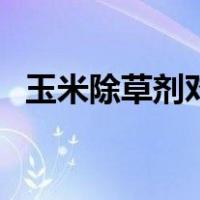 玉米除草剂对下茬小麦影响（玉米除草剂）