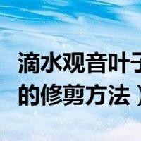 滴水观音叶子全部剪掉应注意什么（滴水观音的修剪方法）