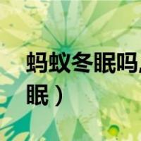 蚂蚁冬眠吗,它又是怎样度过冬天的（蚂蚁冬眠）