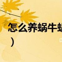 怎么养蜗牛蜗牛吃什么（蜗牛吃什么怎么养活）