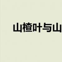 山楂叶与山楂功效有什么不同（山楂叶）