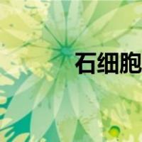 石细胞的主要特征为（石细胞）