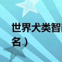 世界犬类智商排名 前十名（世界犬类智商排名）