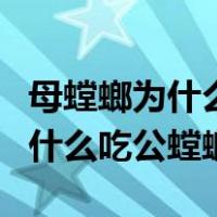 母螳螂为什么吃公螳螂才能生孩子（母螳螂为什么吃公螳螂）