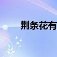 荆条花有什么用途（荆条花的介绍）