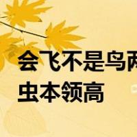 会飞不是鸟两翅没羽毛白天休息晚活动捕捉害虫本领高
