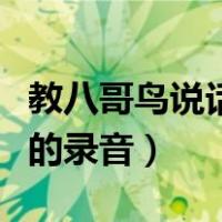 教八哥鸟说话录音教材你好（教八哥鸟说你好的录音）