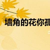墙角的花你孤芳自赏时天地便小了我的感受