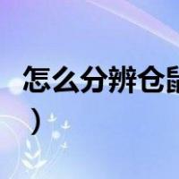 怎么分辨仓鼠怀孕了没有（怎么分辨仓鼠怀孕）