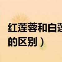 红莲蓉和白莲蓉的区别在哪（红莲蓉和白莲蓉的区别）