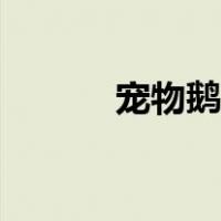 宠物鹅一般什么品种（宠物鹅）