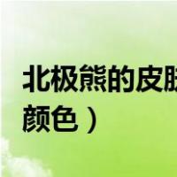 北极熊的皮肤什么颜色好（北极熊的皮肤什么颜色）