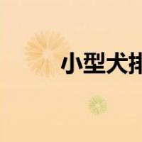 小型犬排名前10名（小型犬排名）