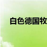 白色德国牧羊犬价格（德国牧羊犬价格）