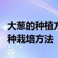 大葱的种植方法和时间视频洋葱的栽培方法孽种栽培方法