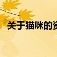 关于猫咪的资料简介（关于猫的资料简介）