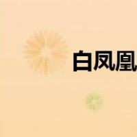 白凤凰粉凤凰绕口令（白凤凰）